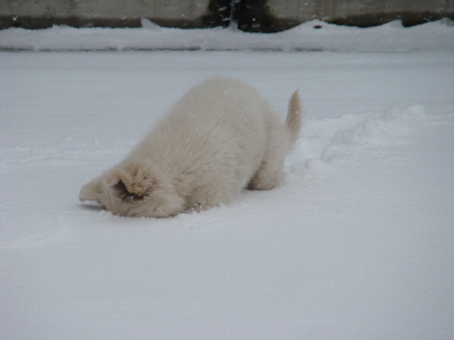 Fotos/2010vervolgJnest/Jae Dunga/DSC08095[1].JPG